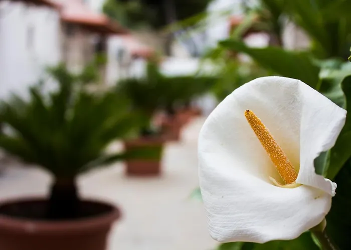 I Giardini Di Edicart Апартаменти