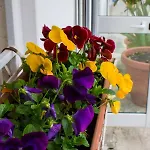 Διαμέρισμα I Giardini Di Edicart