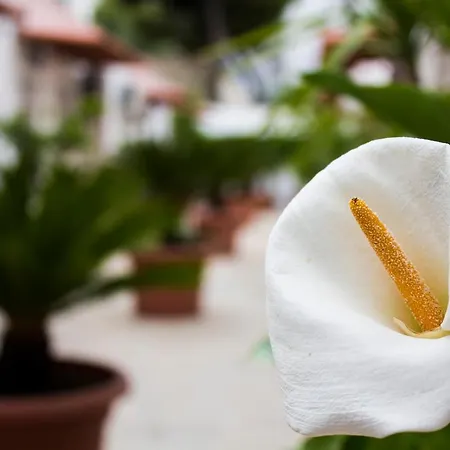 I Giardini Di Edicart Apartman