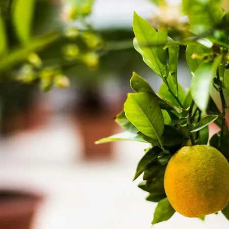 Apartamento I Giardini Di Edicart Bari